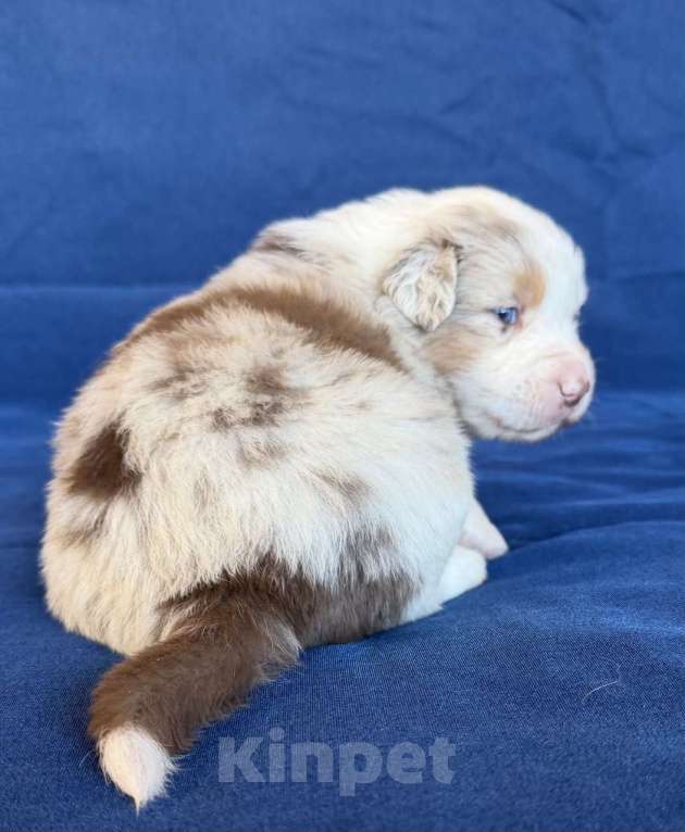 Собаки в других городах Новосибирской области: Щенки австралийской овчарки Девочка, Бесплатно - фото 2