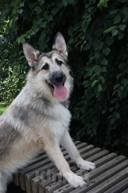Собаки в Москве: Щенок в добрые руки бесплатно Москва Мальчик, Бесплатно - фото 3