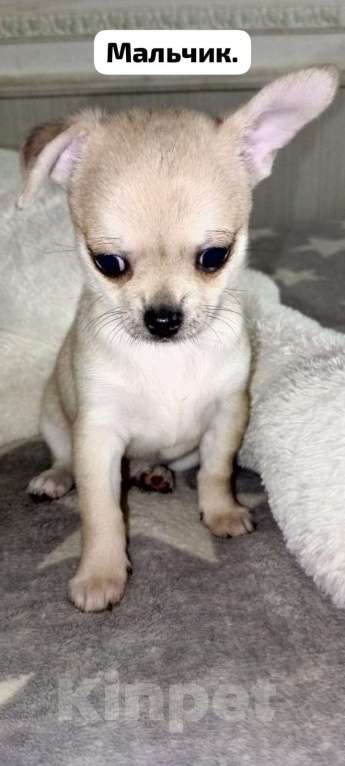 Собаки в Краснодаре: Продам щенков чихуахуа Мальчик, 10 000 руб. - фото 4