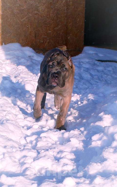 Собаки в Улане-Удэ: Кане корсо. Верные друзья. Мальчик, 80 000 руб. - фото 8