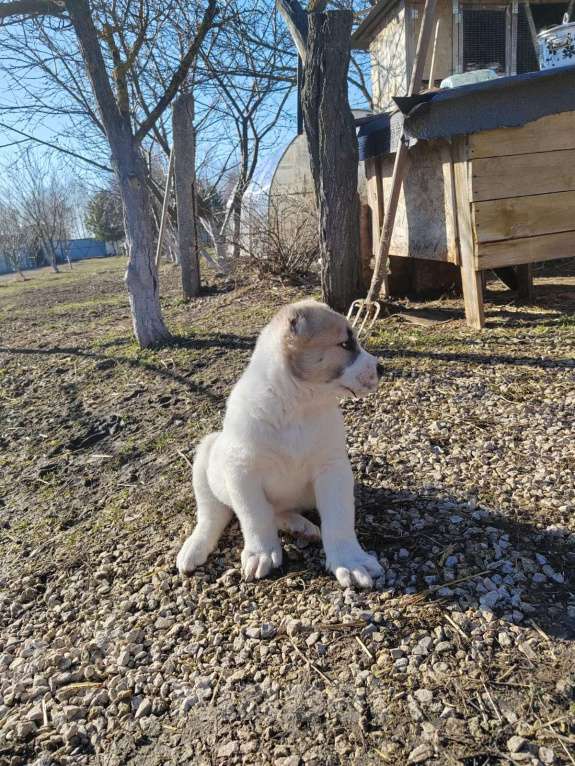 Собаки в других городах Тульской области: Щенки алабая  Девочка, 40 000 руб. - фото 7