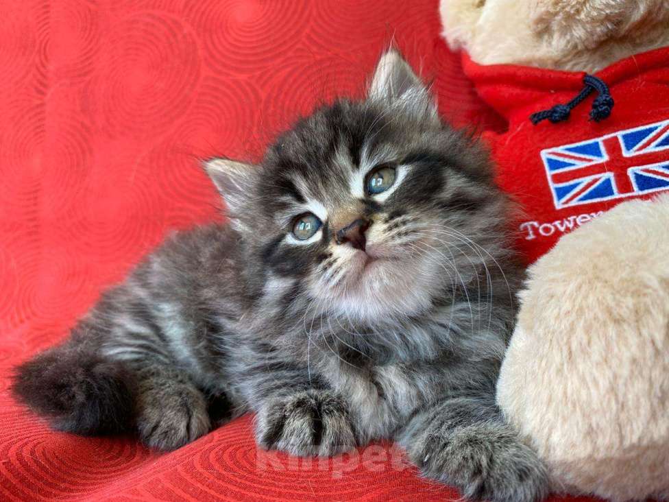 Кошки в Краснодаре: Котик лесного окраса Мальчик, 35 000 руб. - фото 5