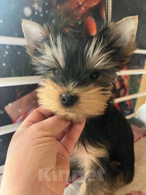 Собаки в других городах Московской области: Нокс Мальчик, 30 000 руб. - фото 4