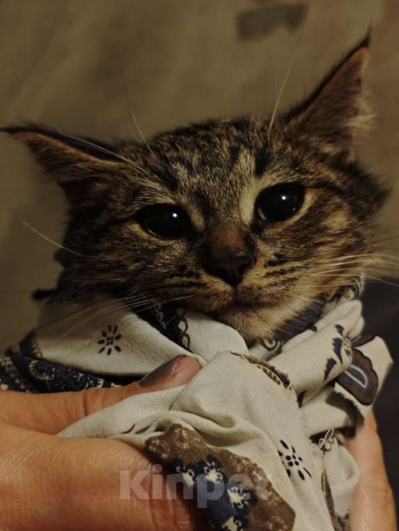 Кошки в Санкт-Петербурге: Срочно!!! Отдам в Добрые руки! Девочка, Бесплатно - фото 7