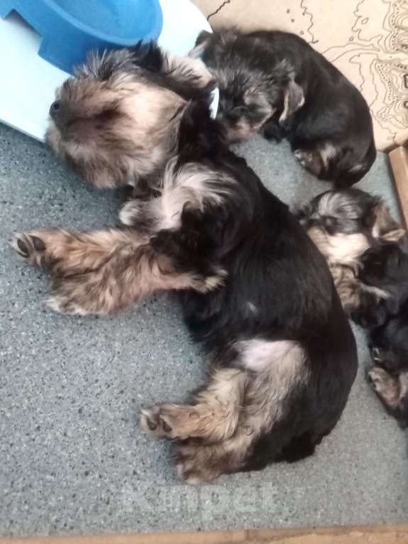 Собаки в Санкт-Петербурге: Щенки йоркширского терьера Девочка, 25 500 руб. - фото 5