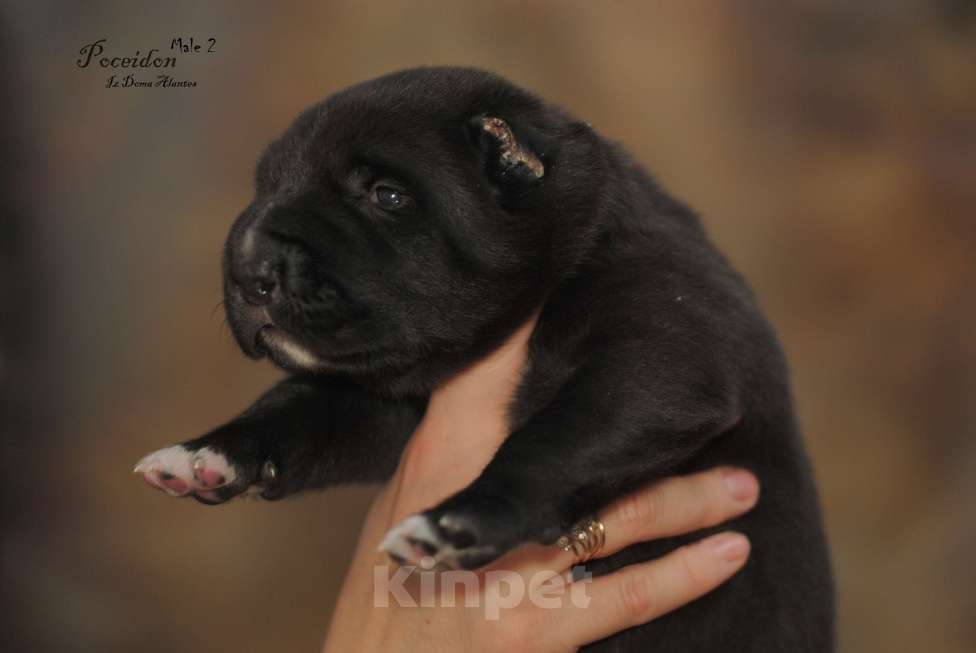Собаки в Москве: Черный щенок сао Мальчик, 50 000 руб. - фото 1