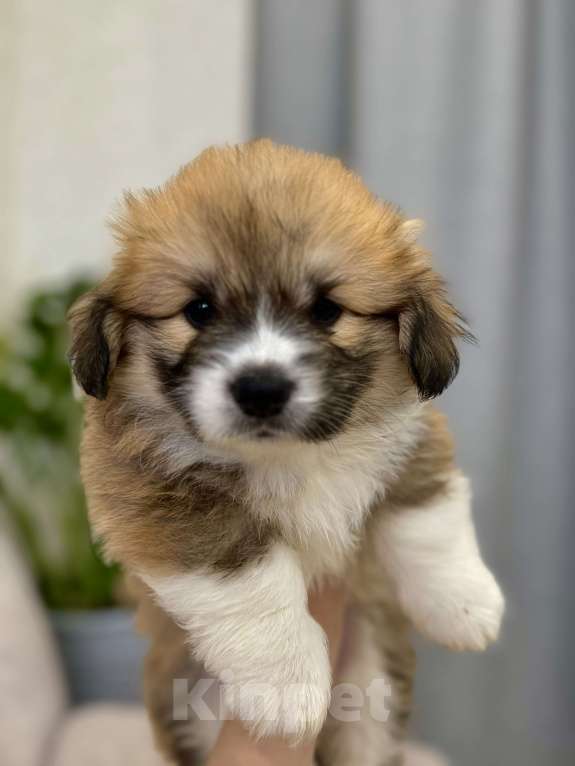 Собаки в Москве: Щенки Вельш корги пемброк флаффи Девочка, 50 000 руб. - фото 5