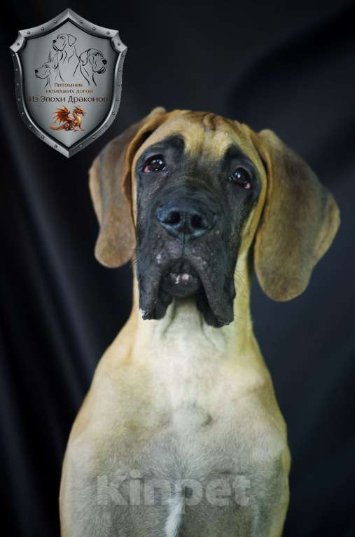 Собаки в других городах Приморского края: Щенок немецкого дога. Кобель Мальчик, Бесплатно - фото 1