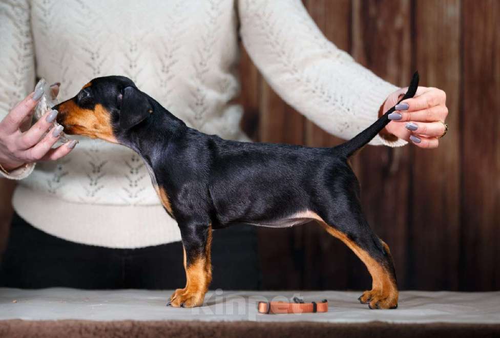 Собаки в других городах Московской области: Щенок немецкого пинчера Девочка, 80 000 руб. - фото 2