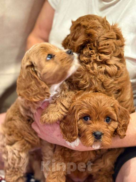 Собаки в Москве: Кавапу мальчик  Мальчик, 85 000 руб. - фото 2