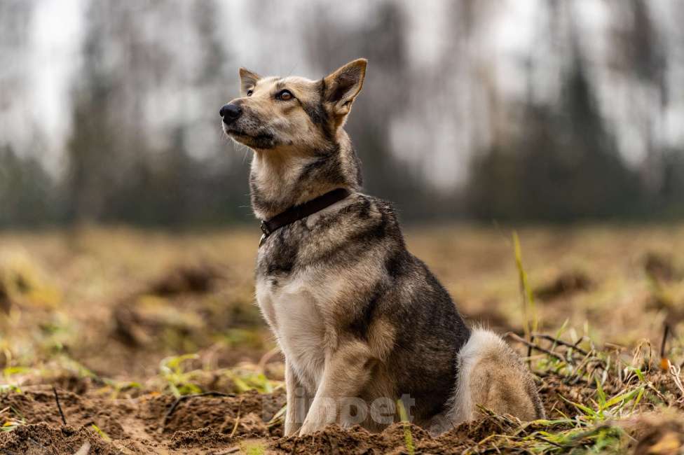 Собаки в Клине: Кэти — невероятная обаяшка Девочка, Бесплатно - фото 1