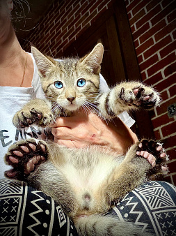 Котик голубоглазый полидакт