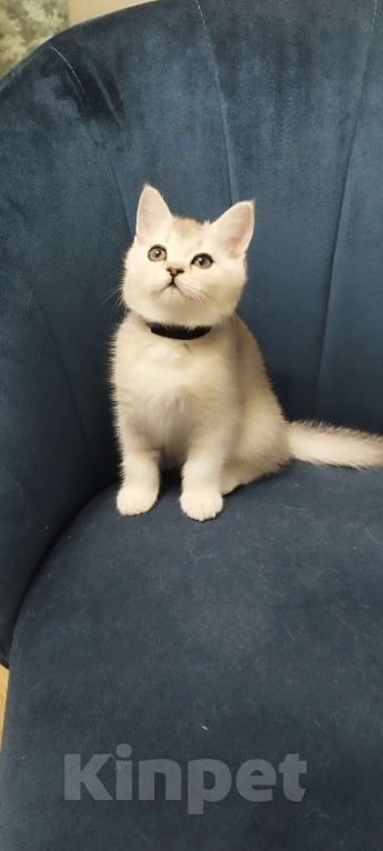 Кошки в Москве: Шотландский прямоухий котенок Мальчик, 11 000 руб. - фото 3