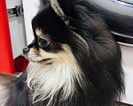 Собаки в Дзержинске: Померанский шпиц девочка Девочка, 27 000 руб. - фото 5