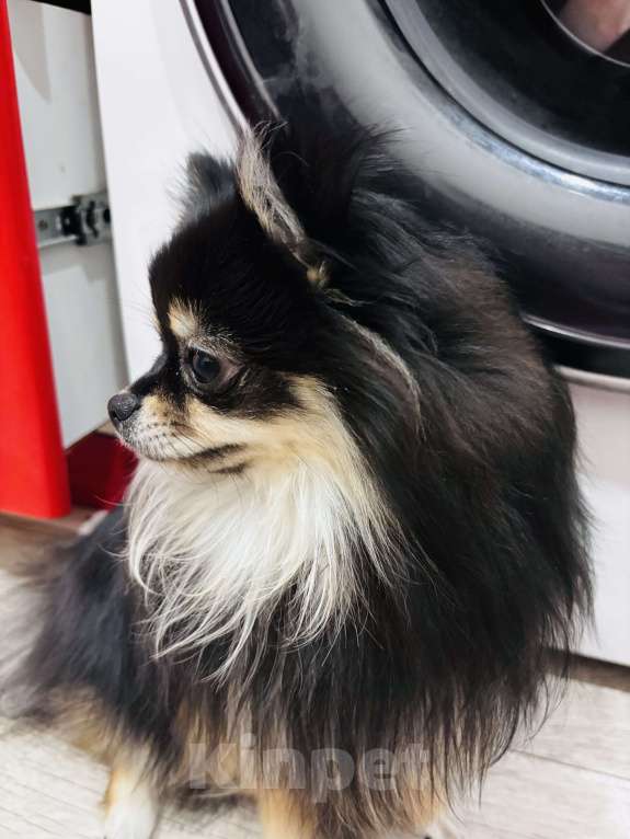 Собаки в Дзержинске: Померанский шпиц девочка Девочка, 27 000 руб. - фото 5