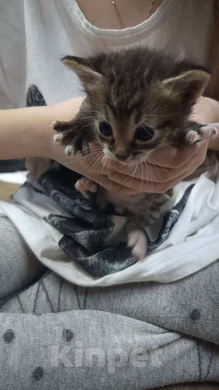 Кошки в Обнинске: Котята Девочка, Бесплатно - фото 10