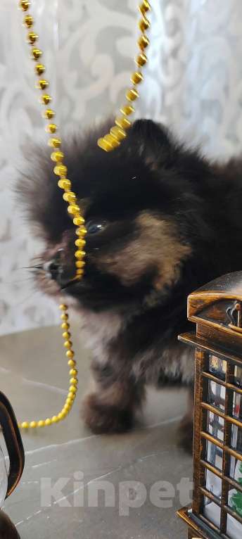Собаки в Калтане: Померанский шпиц мини Мальчик, 35 000 руб. - фото 4