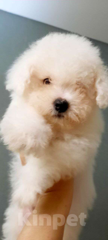 Собаки в других городах Московской области: Очаровательный мальчик Бишон Фризе, 3.5 месяца, ждет свою семью! Мальчик, 110 000 руб. - фото 1