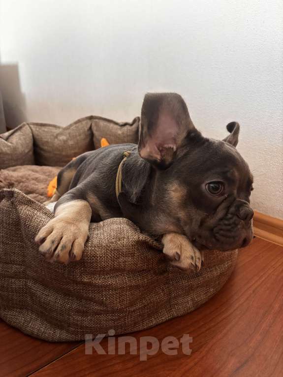 Собаки в Кореновске: Продаю щенка  Мальчик, 40 000 руб. - фото 2