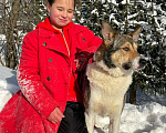 Собаки в Москве: Эрни 1,5 года  Метис хаски и лайки Мальчик, 10 руб. - фото 5