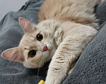 Кошки в Москве: Нежный котенок Персик в добрые руки Мальчик, 50 руб. - фото 1