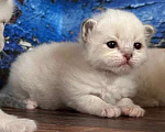 Кошки в Краснодаре: Невский мальчик Мальчик, 40 000 руб. - фото 7