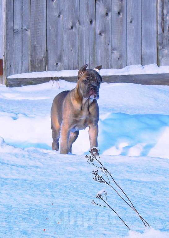 Собаки в Москве: Девочка корсо. Форментино Девочка, 120 000 руб. - фото 9