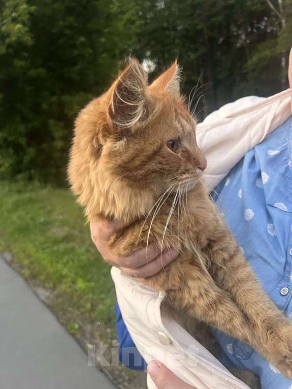 Кошки в Королеве: Рыжий ласковый кот Мальчик, Бесплатно - фото 3
