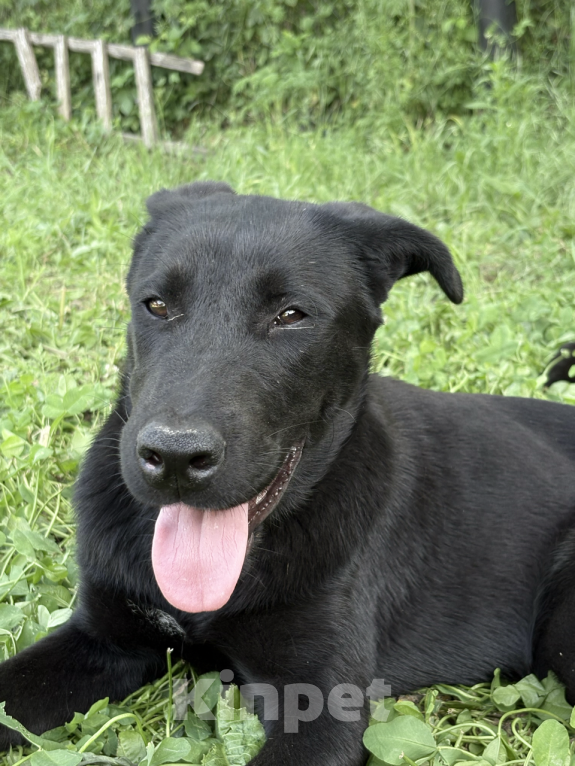 Собаки в других городах Краснодарского края: Уникальный щенок «ризеновчарик» мальчик Люк Мальчик, 1 000 руб. - фото 10