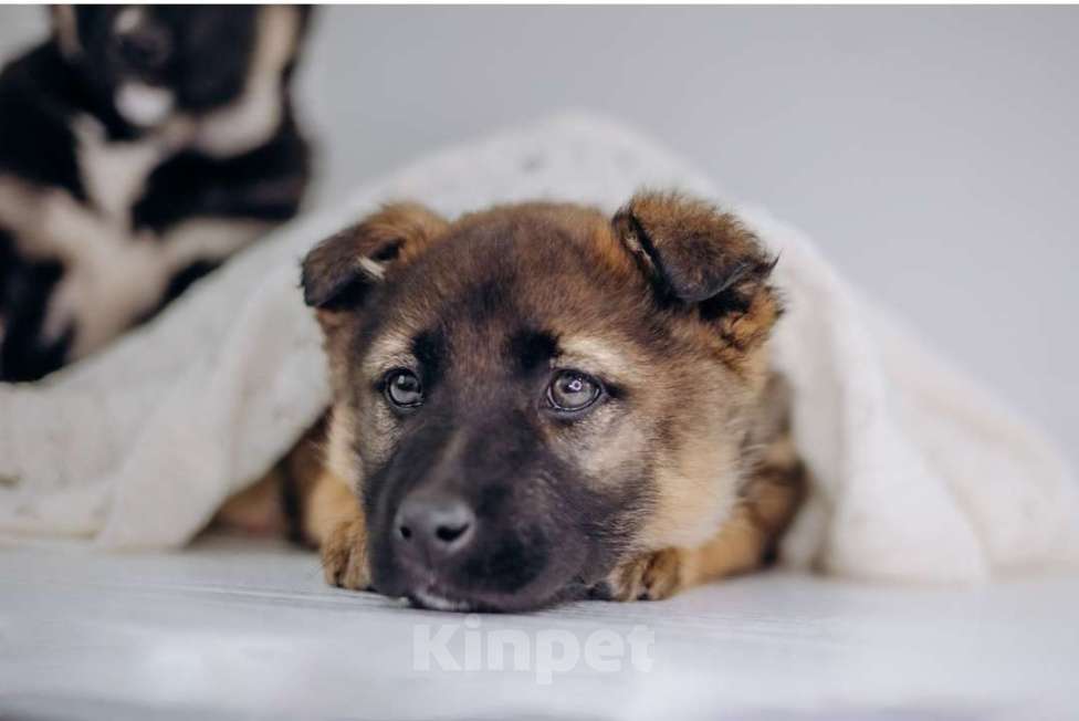 Собаки в Видном: Мия Девочка, Бесплатно - фото 5