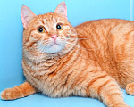 Кошки в Москве: красивый молодой котик рыжик ищет дом Мальчик, 10 руб. - фото 2