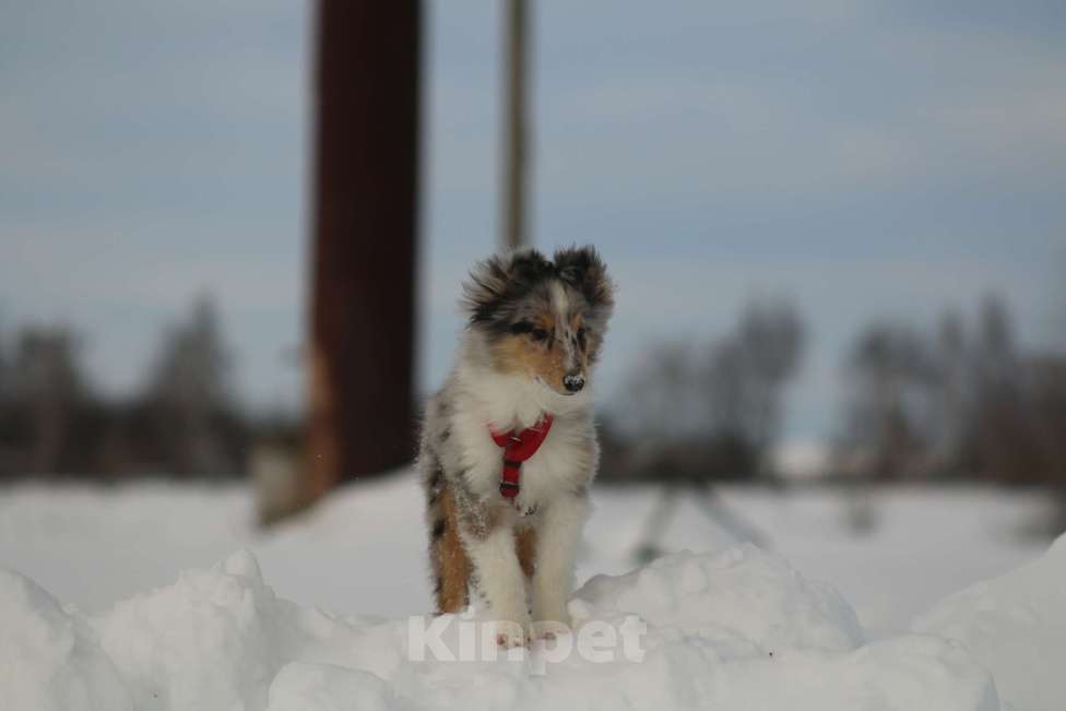 Собаки в Рязани: Подрощеные щенки шелти. Мальчик, 50 000 руб. - фото 6