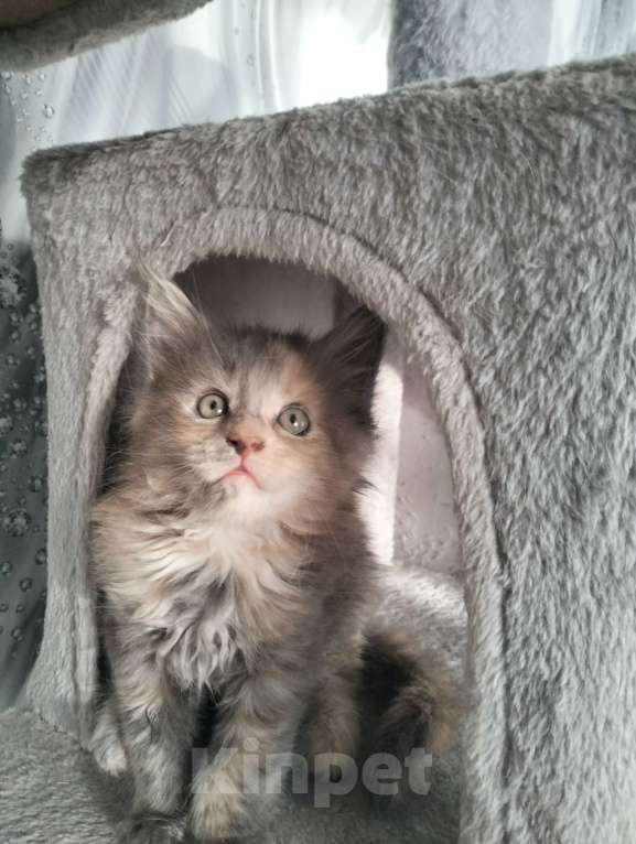 Кошки в других городах Красноярского края: Мейн-кун котята из питомника Девочка, 25 000 руб. - фото 1