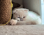 Кошки в Санкт-Петербурге: Шотландский вислоухий котик с документами Мальчик, 40 000 руб. - фото 9