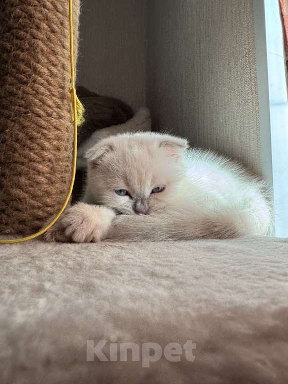 Кошки в Санкт-Петербурге: Шотландский вислоухий котик с документами Мальчик, 40 000 руб. - фото 9