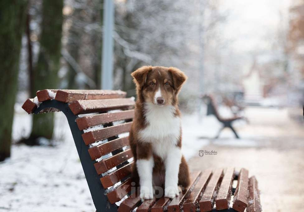 Собаки в Москве: австралийская овчарка аусси Девочка, 60 000 руб. - фото 1