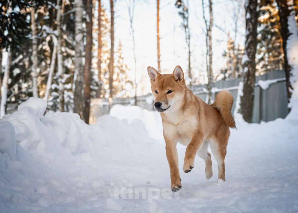 Собаки в Москве: Щенок девочка Сиба-ину ласковая и нежная Девочка, 60 000 руб. - фото 2