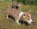 Собаки в Можайске: Вельш-корги пемброк Малибу Дрэгонфлай Девочка, 70 000 руб. - фото 3