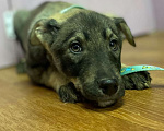 Собаки в Клине: Оззи Мальчик, Бесплатно - фото 1