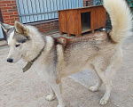 Собаки в Краснодаре: Потерялся Мальчик, 1 000 руб. - фото 1