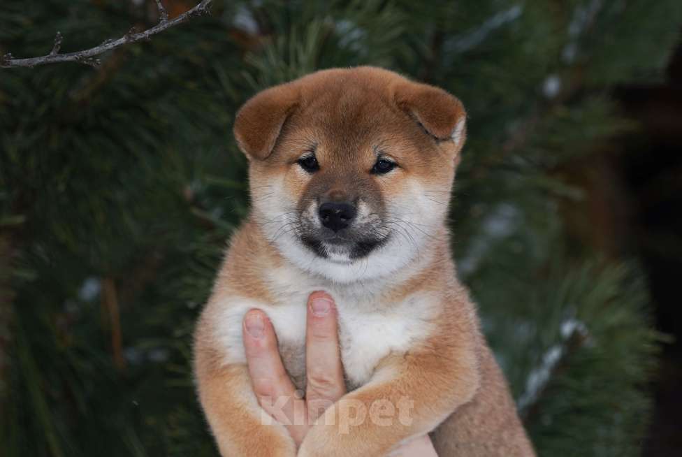 Собаки в других городах Московской области: Мальчик сиба ину Мальчик, Бесплатно - фото 3