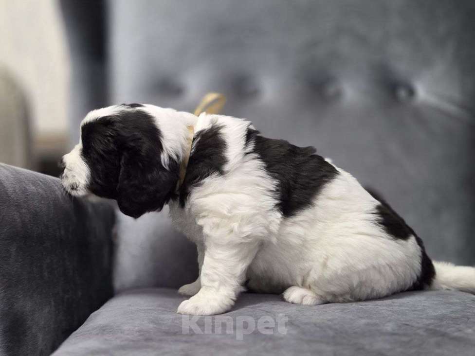 Собаки в других городах Московской области: Ландсир Девочка, 150 000 руб. - фото 3