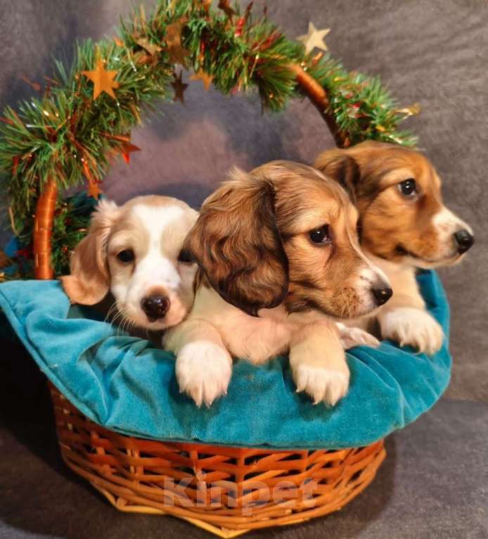 Собаки в Москве: Такса миниатюрная/кроличья(щенок) Мальчик, Бесплатно - фото 1