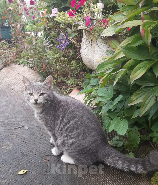 Кошки в Калуге: Котенок Девочка, Бесплатно - фото 3