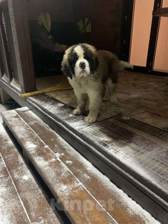 Собаки в Новосибирске: Отдам сенбернара с родословной  Мальчик, Бесплатно - фото 3