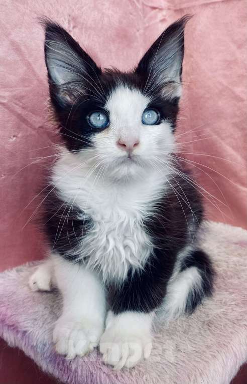 Кошки в Кировске (Мурманская область): Boy Мальчик, Бесплатно - фото 3