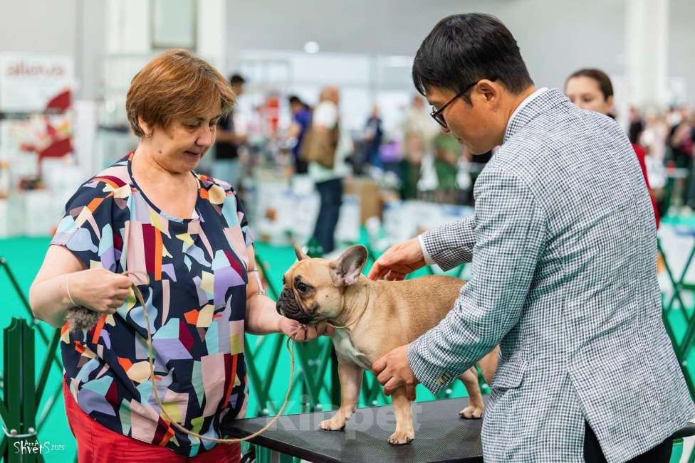 Собаки в других городах Московской области: Щенок французского бульдога Мальчик, 100 000 руб. - фото 2