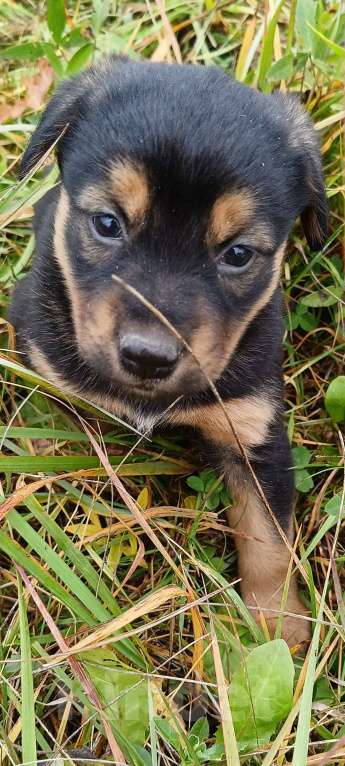 Собаки в других городах Ленинградской области: Цветной язычëк Девочка, Бесплатно - фото 5