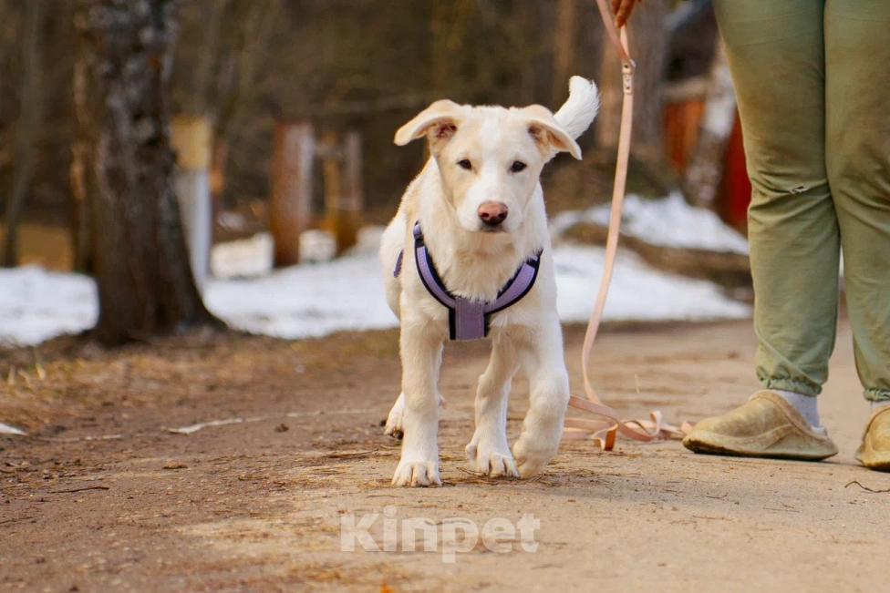 Собаки в Красногорске: Щенок Афина 4 месяца ищет дом Девочка, Бесплатно - фото 7
