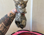 Кошки в Волгограде: Отдаю котят в добрые руки Девочка, Бесплатно - фото 3